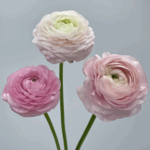 Ranunculus